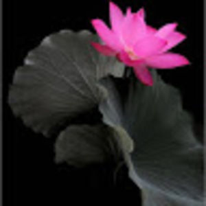 Meet your Posher, Azores